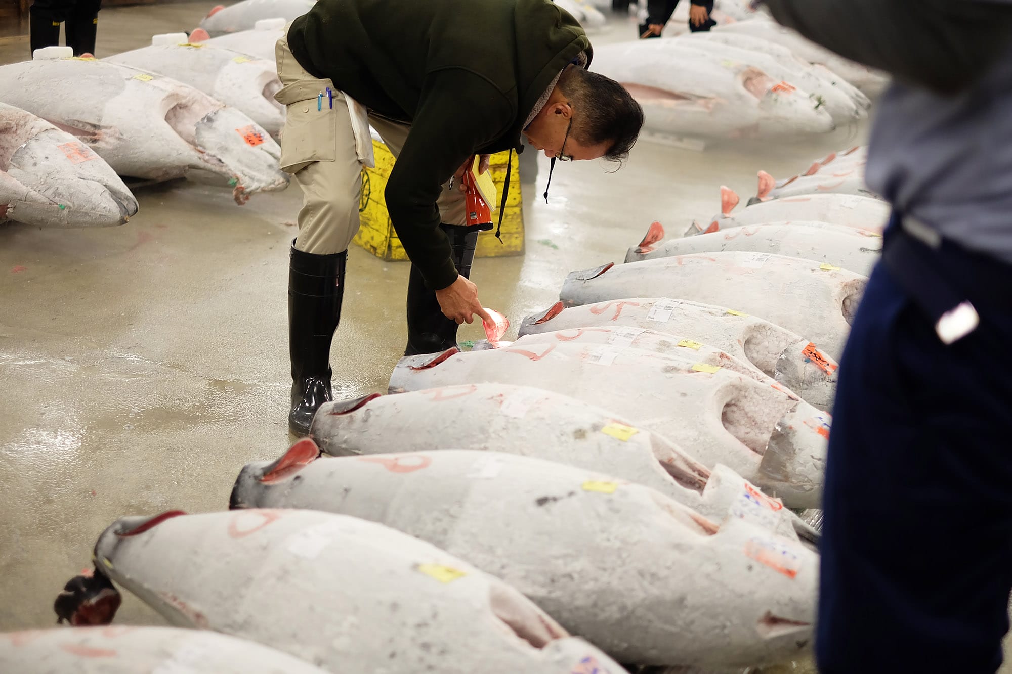 Tokyo: The tuna auction at Tsukiji Fish Market