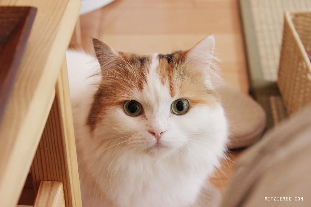 Hapi Neko, Cat cafe in Tokyo