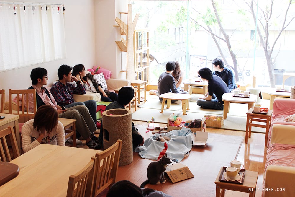 Hapi Neko, Cat cafe in Tokyo