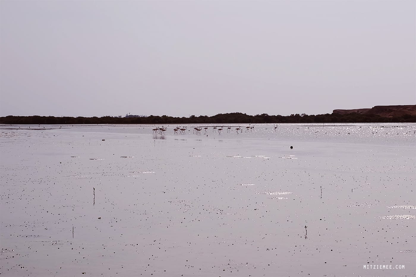 Purple Island, Qatar