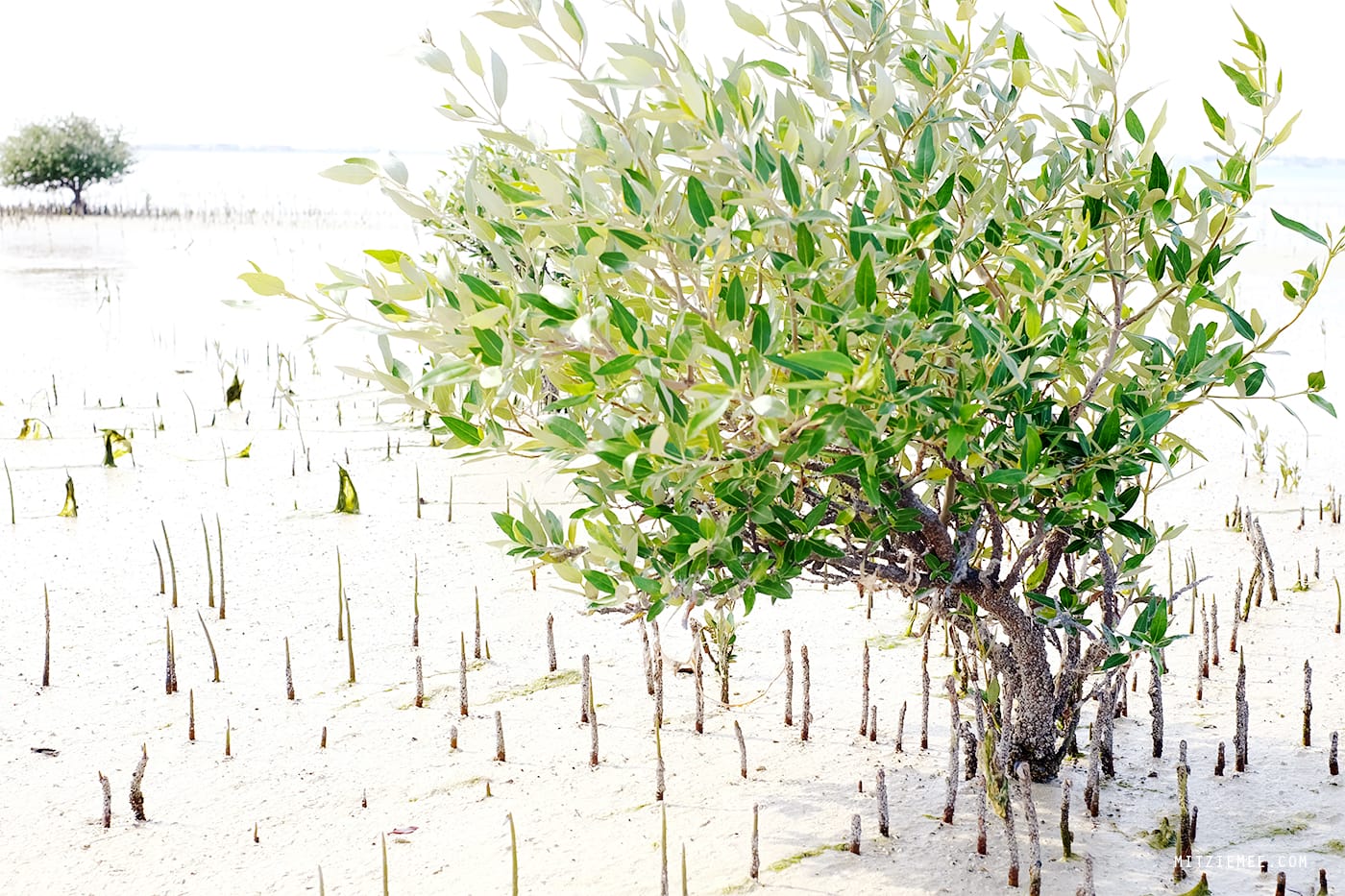 Purple Island, Qatar