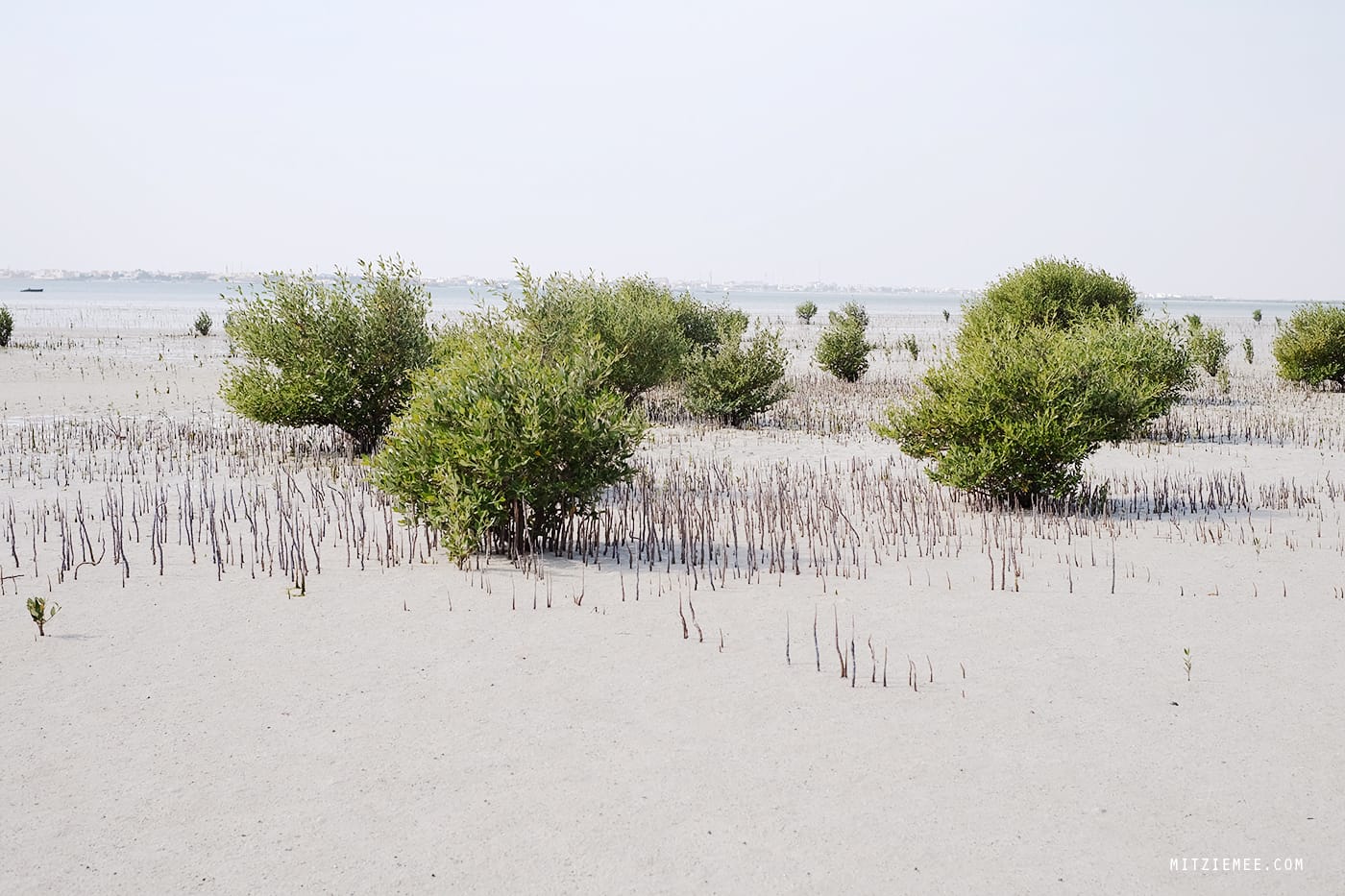 Purple Island, Qatar