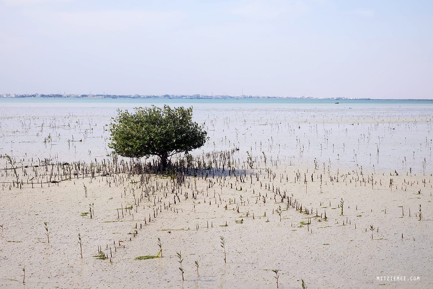 Purple Island, Qatar