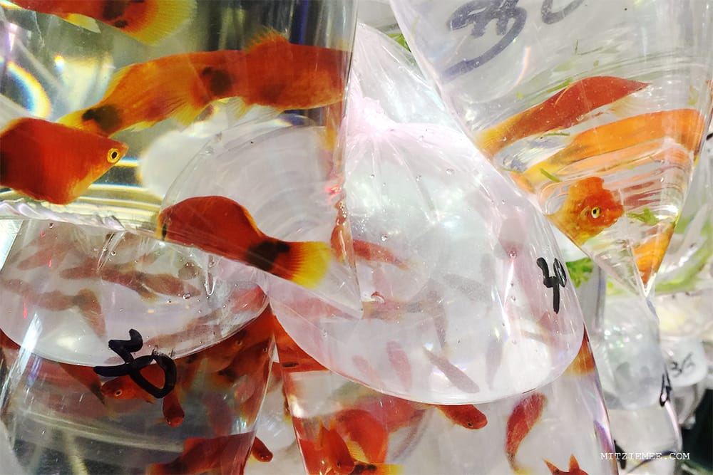 Hong Kong Goldfish Market