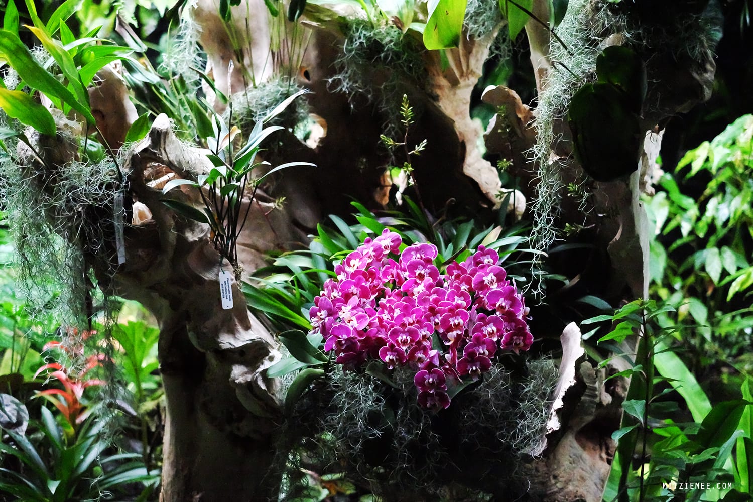 Cloud Forest at Gardens by the Bay, Singapore