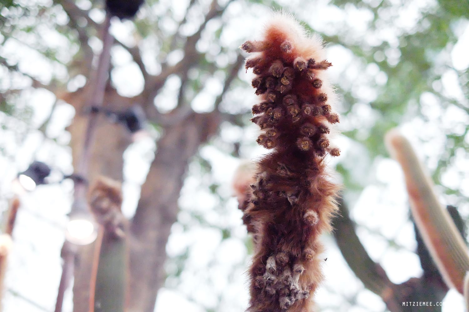 Flower Dome at Gardens by the Bay