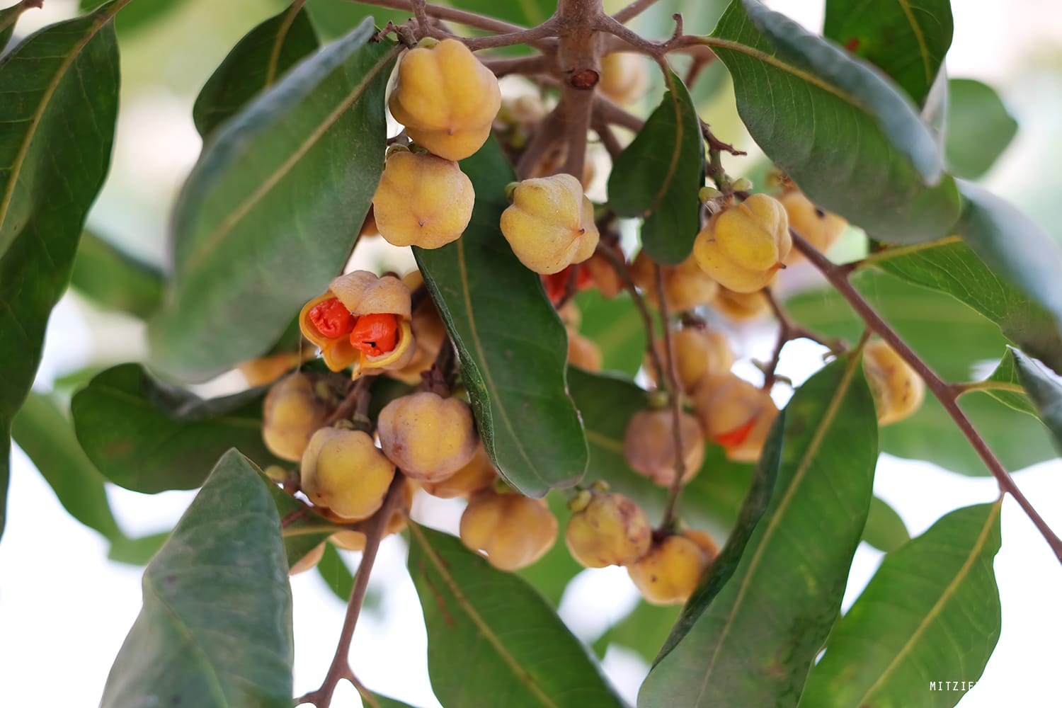 Silver Lake Reservoir, Los Angeles