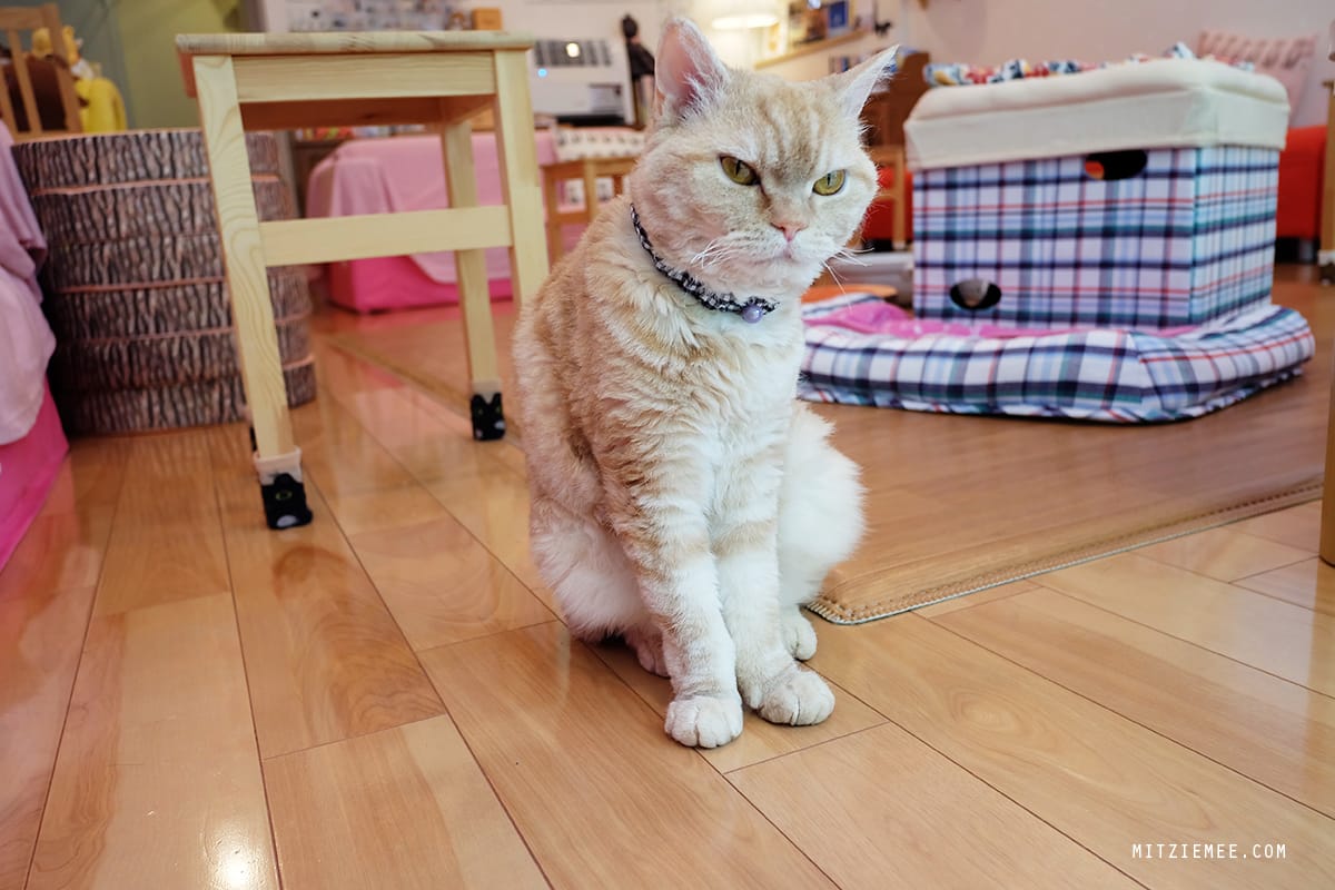 Hapi Neko, cat cafe in Tokyo