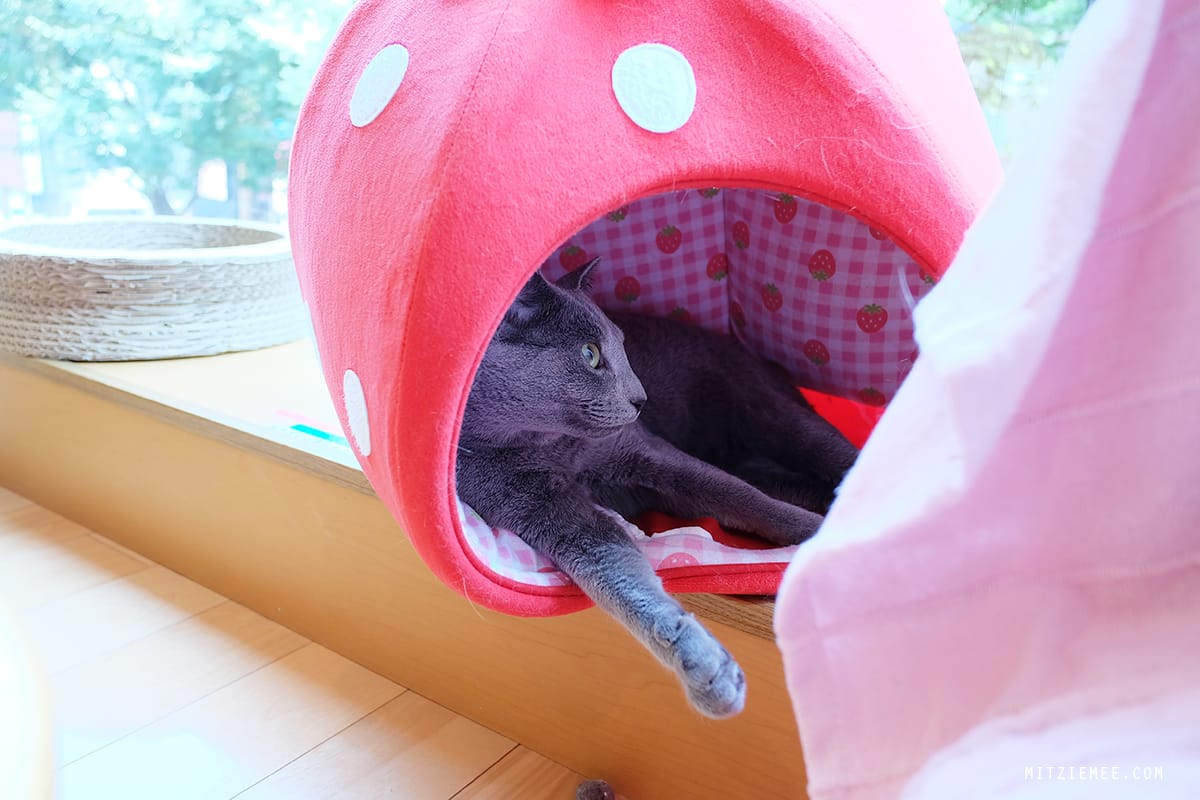 Hapi Neko, cat cafe in Tokyo