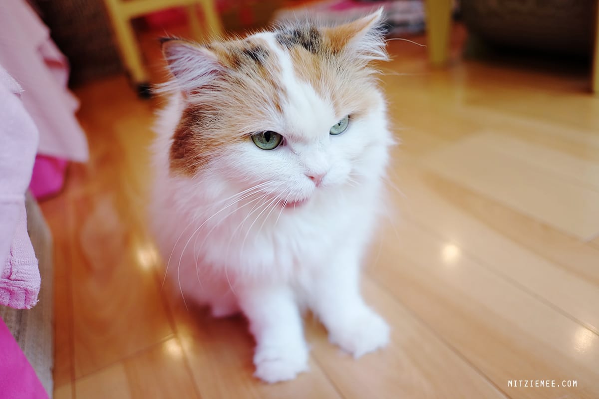 Hapi Neko, cat cafe in Tokyo