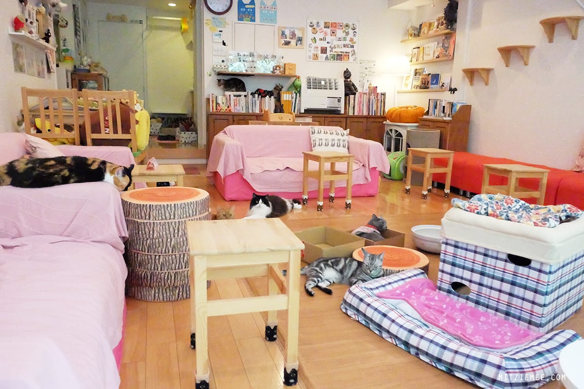 Hapi Neko, cat cafe in Tokyo
