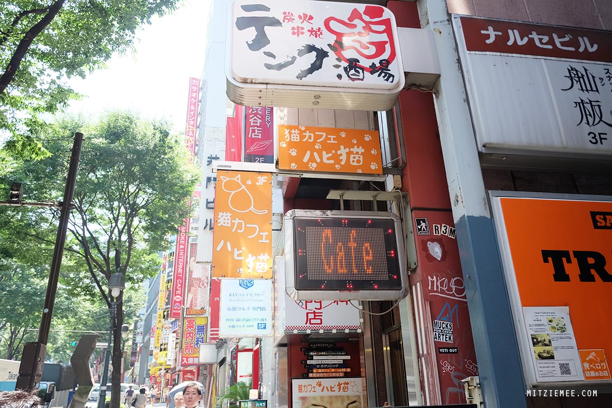 Hapi Neko, cat cafe in Tokyo