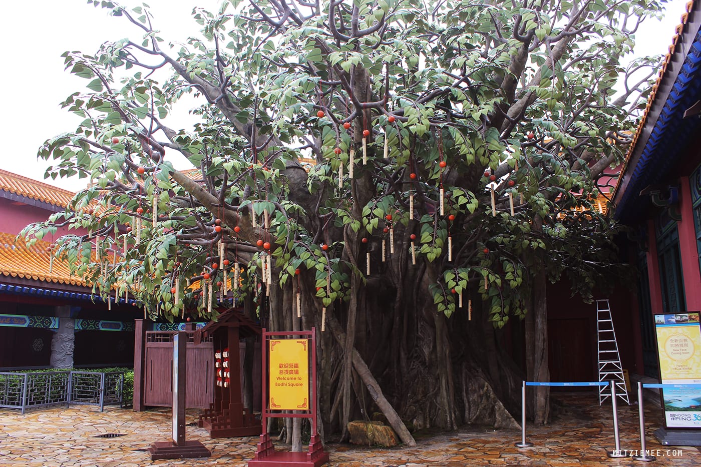 Big Buddha, Hong Kong