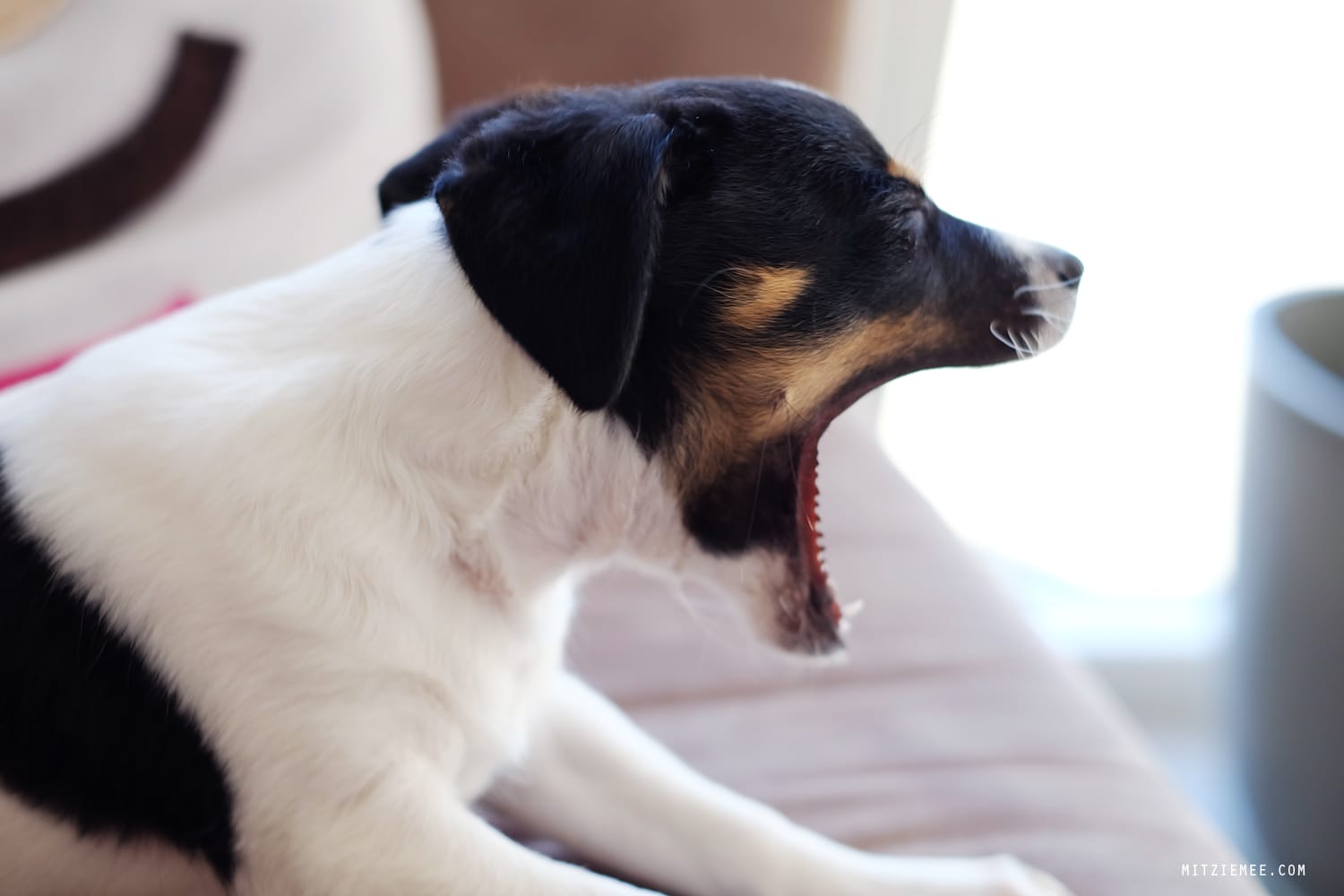 Danish Swedish Farmdog