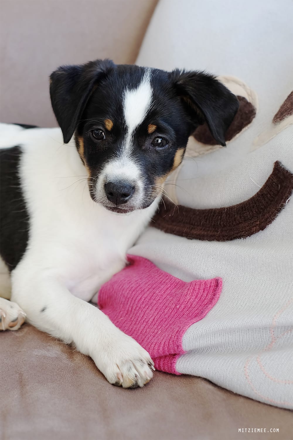 Danish Swedish Farmdog