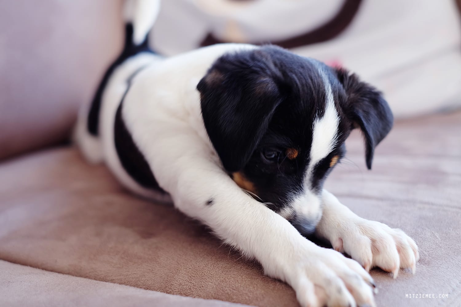 Danish Swedish Farmdog