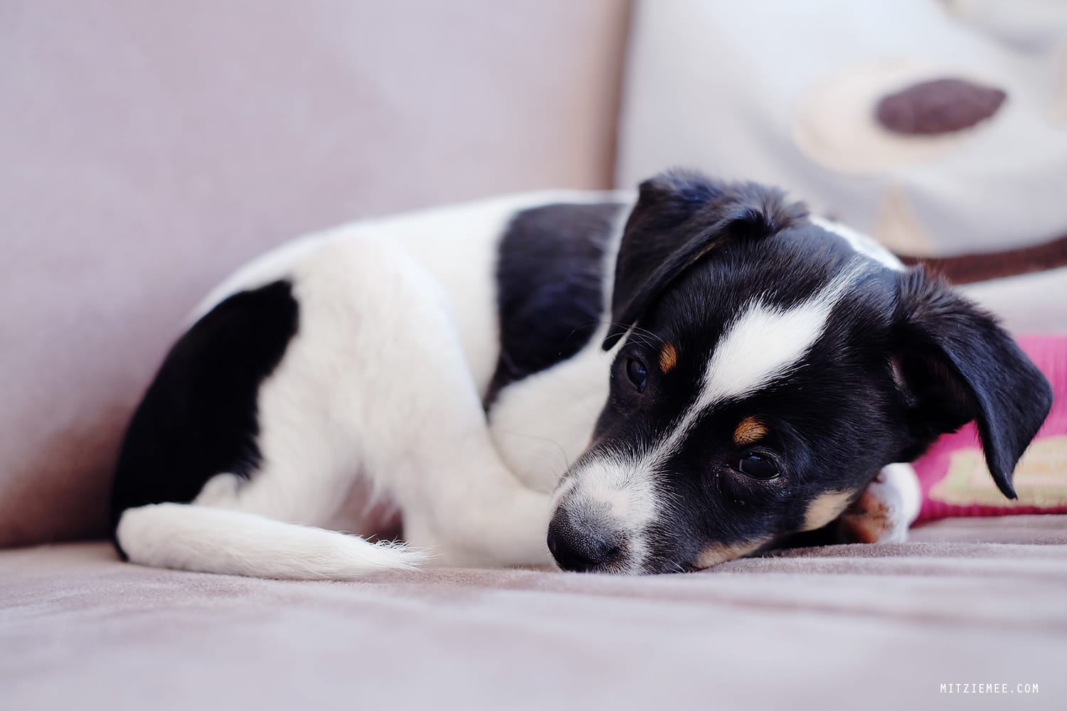 Danish Swedish Farmdog