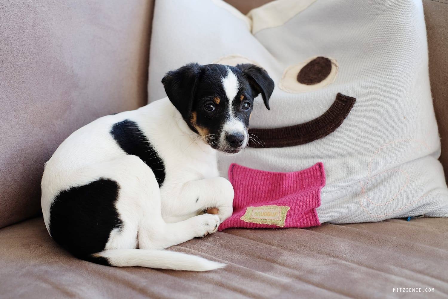 Danish Swedish Farmdog