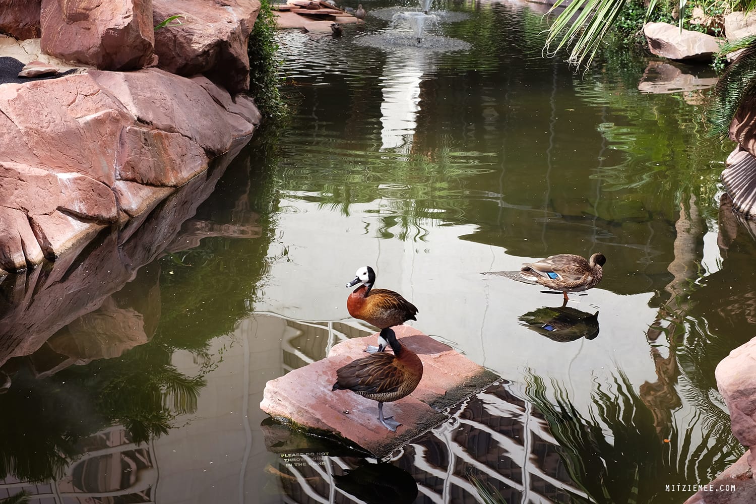 Flamingo Wildlife Habitat, Las Vegas
