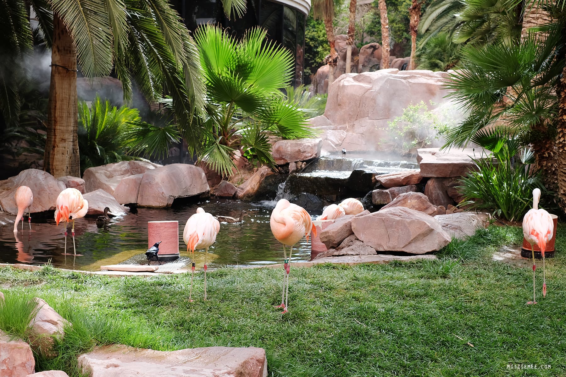 Flamingo Wildlife Habitat, Las Vegas