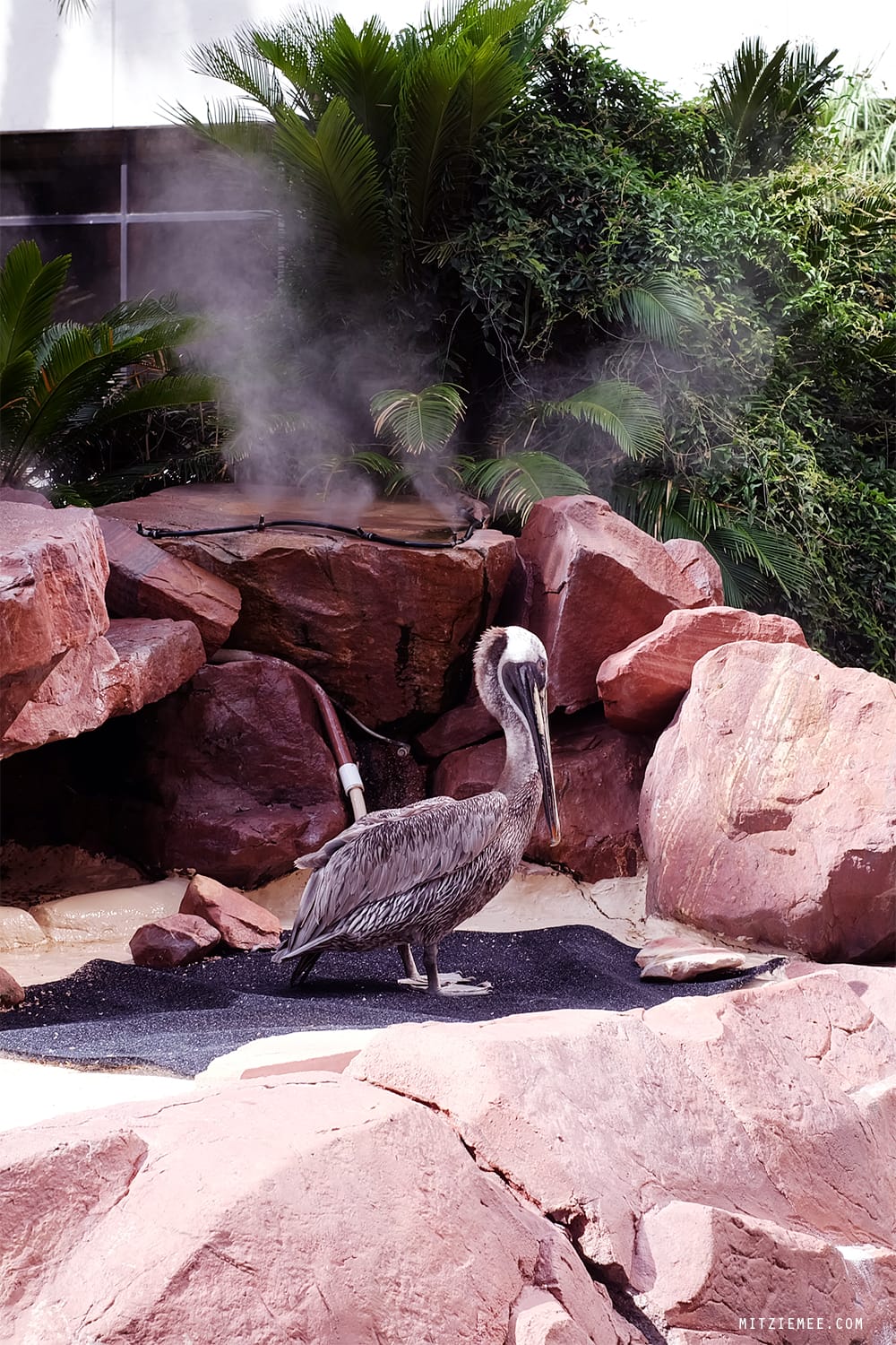 Flamingo Wildlife Habitat, Las Vegas
