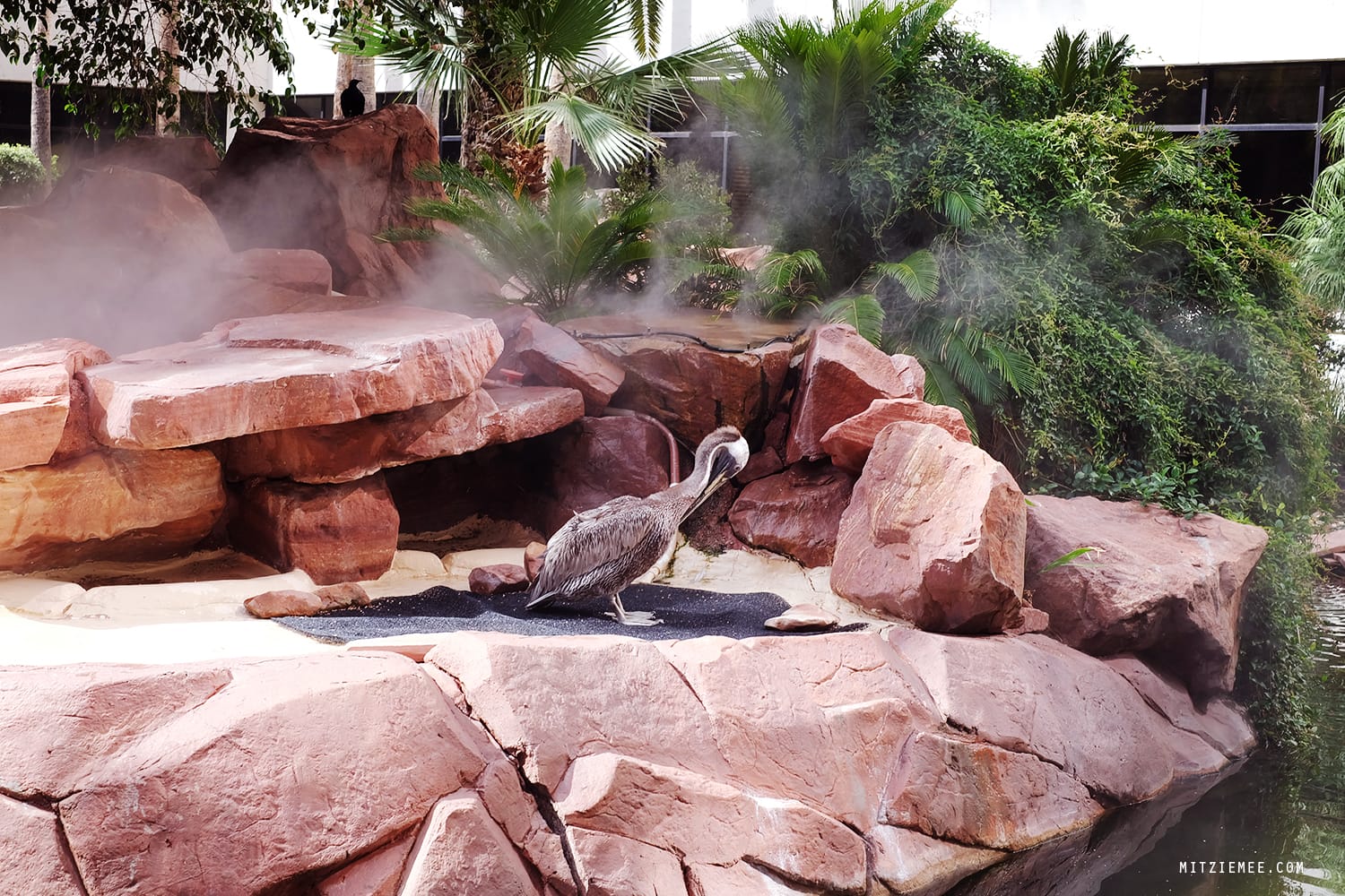 Flamingo Wildlife Habitat, Las Vegas