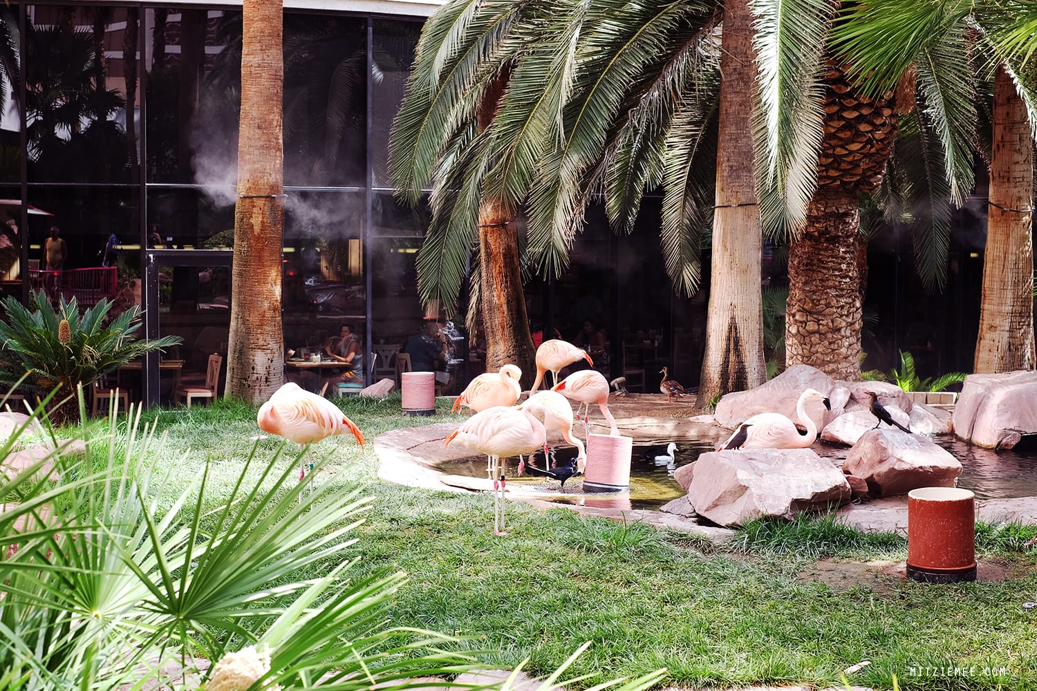 Flamingo Wildlife Habitat, Las Vegas