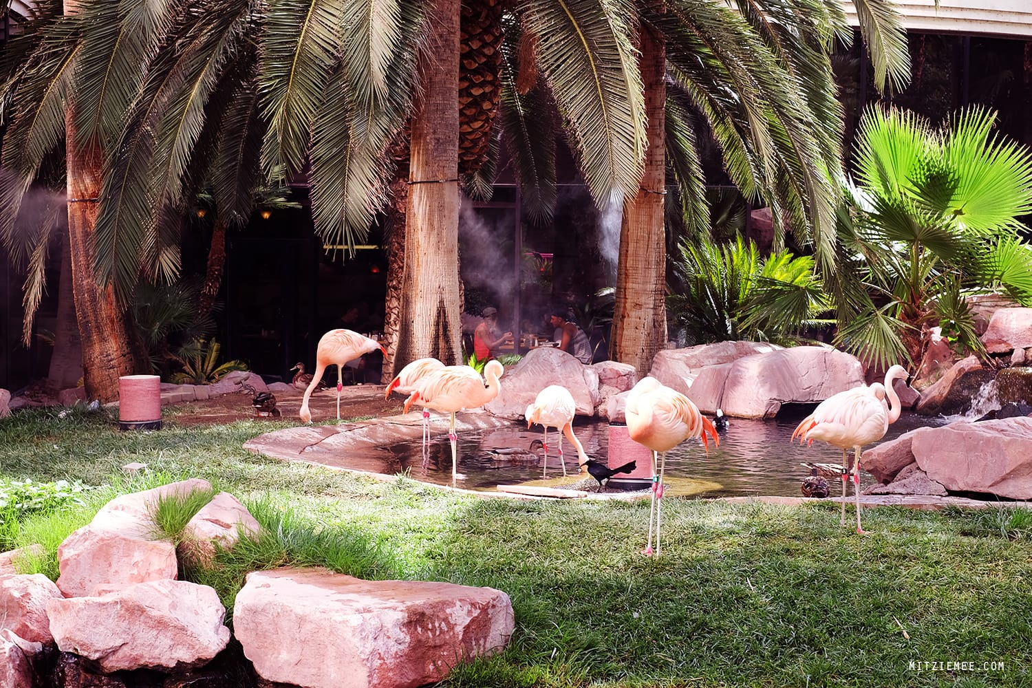 Flamingo Wildlife Habitat, Las Vegas