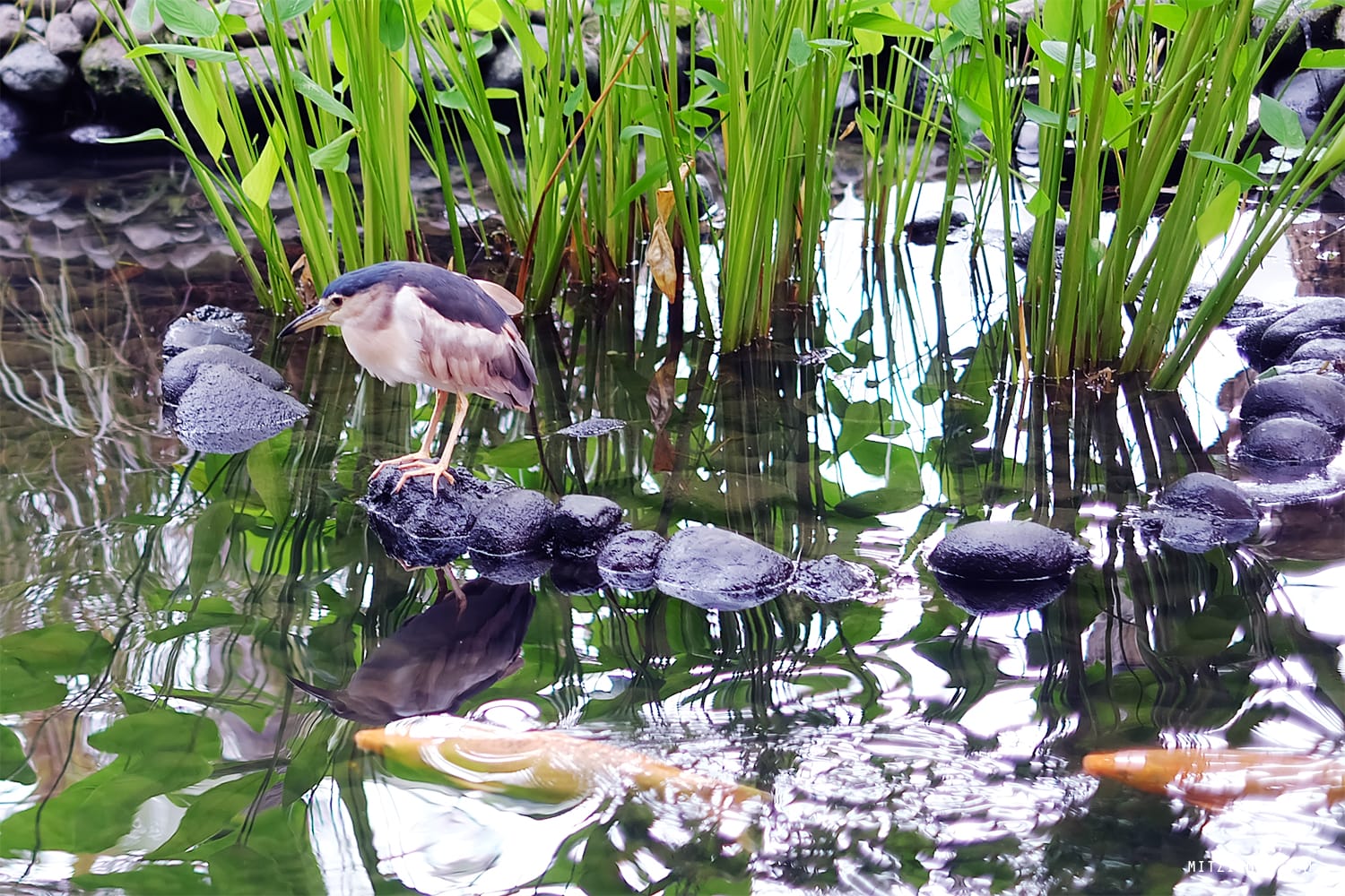 Westin Nusa Dua, Bali