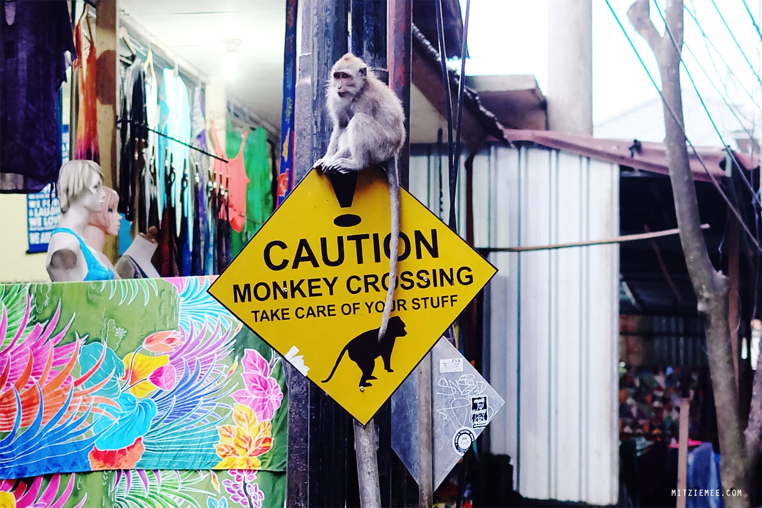 Monkeys in Ubud, Bali