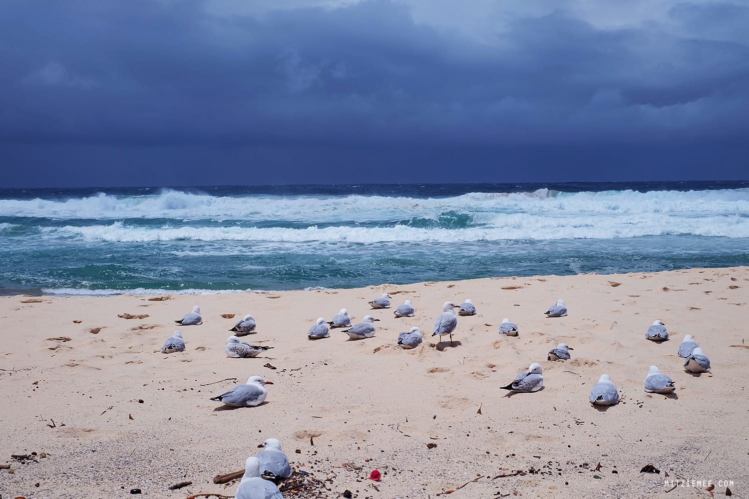 Walk from Bondi Beach to Bronte Beach, Sydney