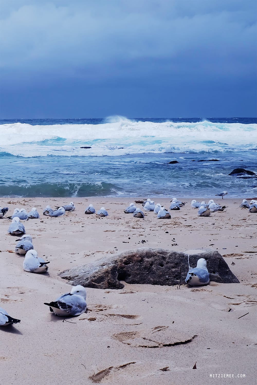 Walk from Bondi Beach to Bronte Beach, Sydney
