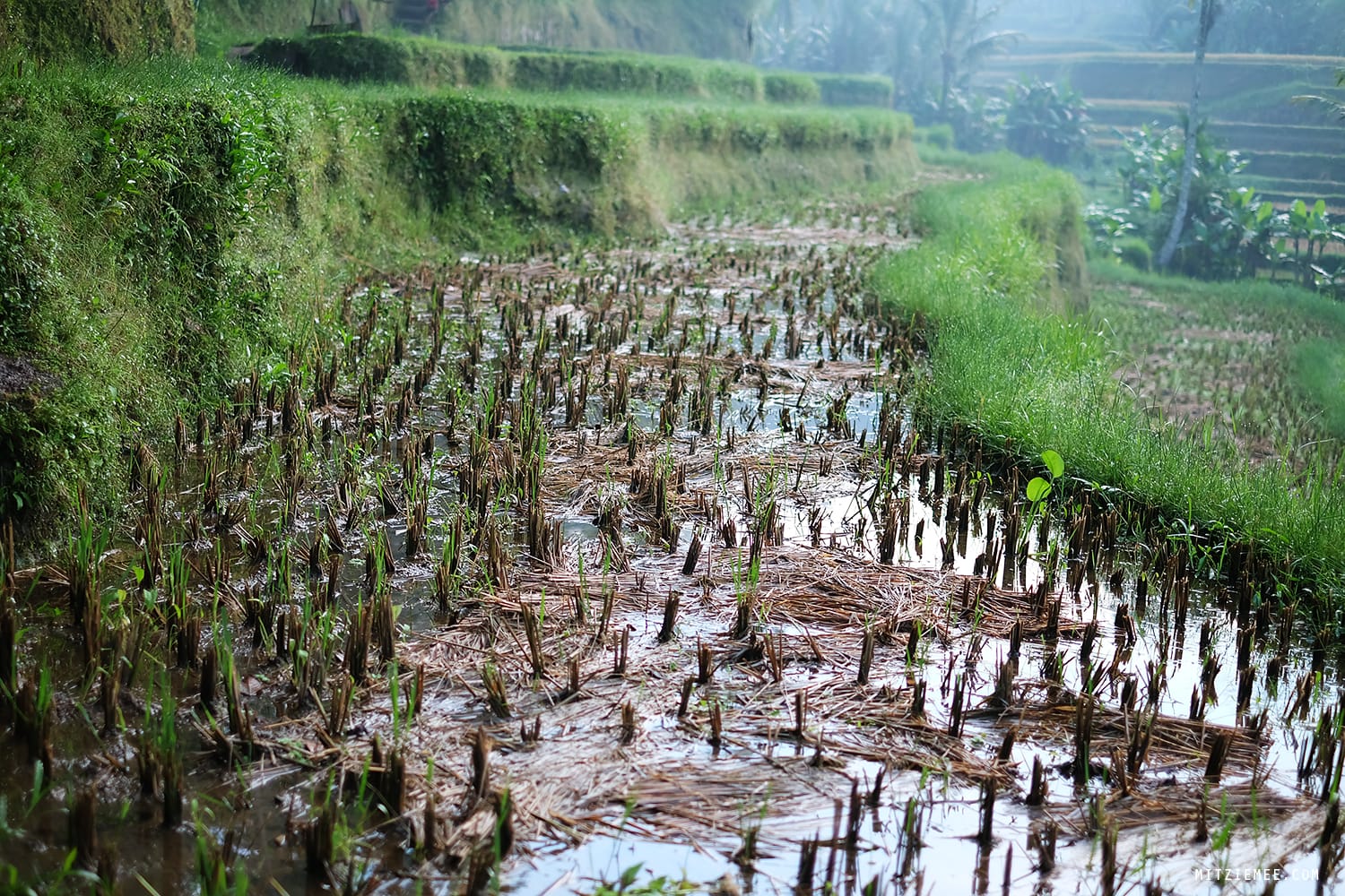Tegallalang rice terraces, Bali
