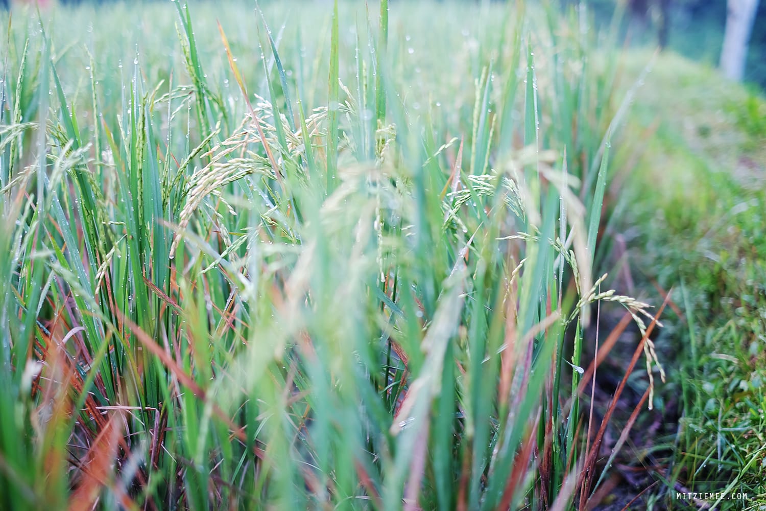 Tegallalang rice terraces, Bali