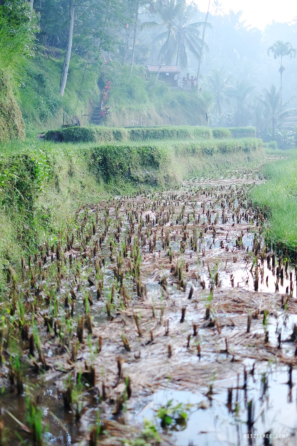 Tegallalang rice terraces, Bali