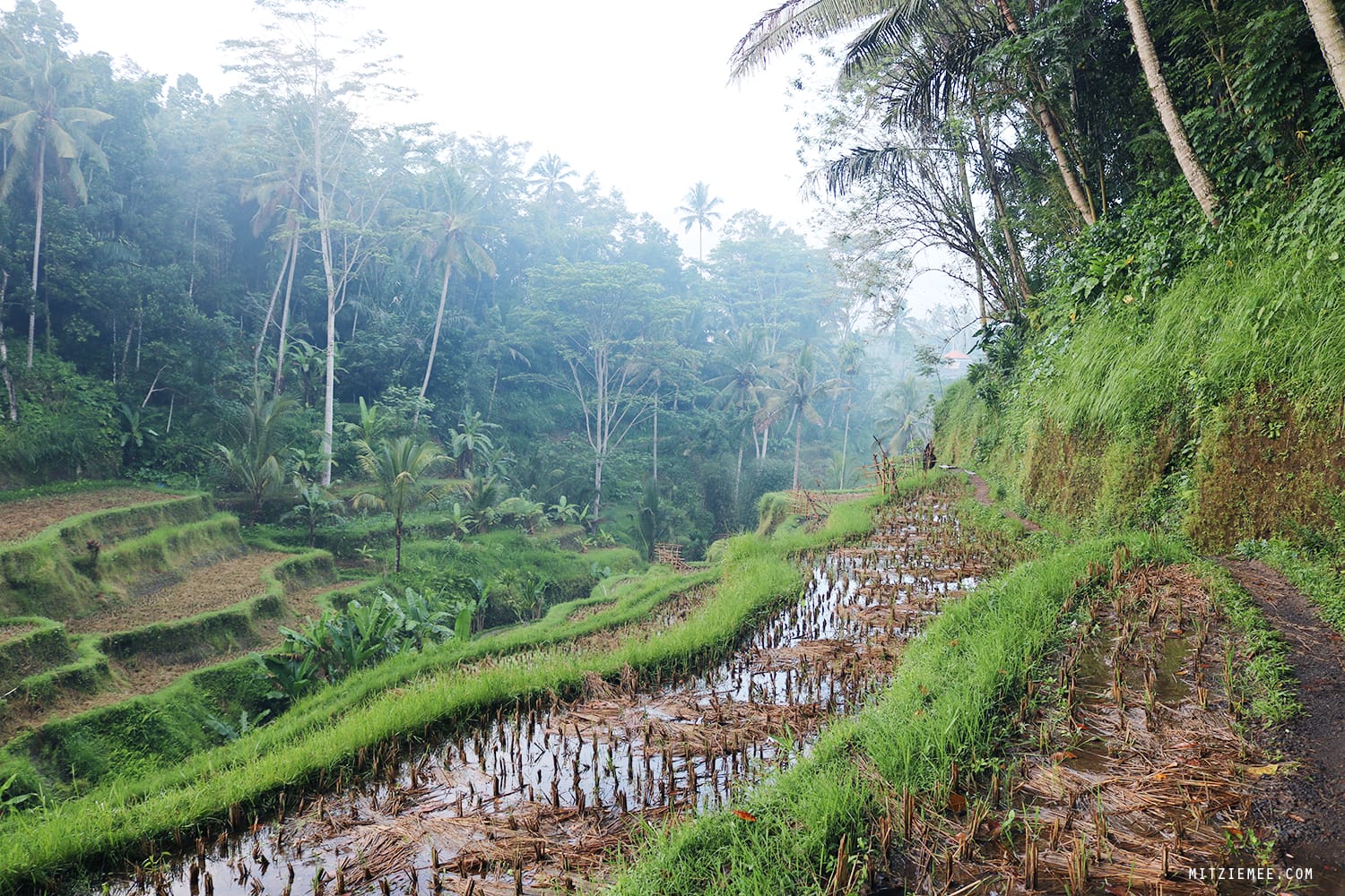 Tegallalang rice terraces, Bali