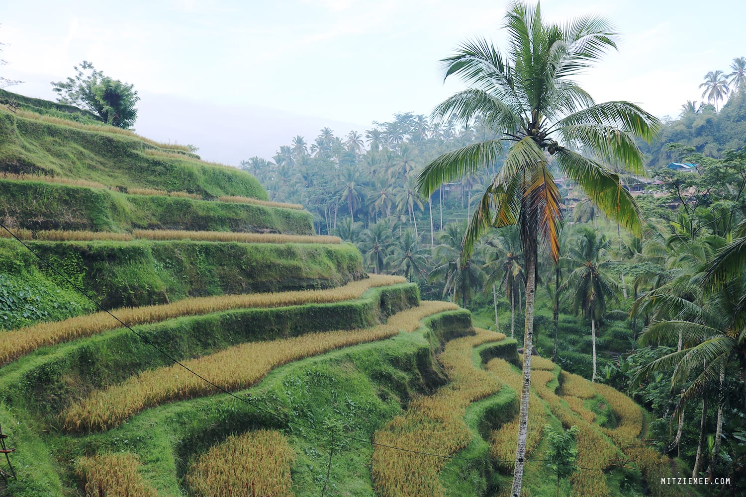 Tegallalang rice terraces, Bali