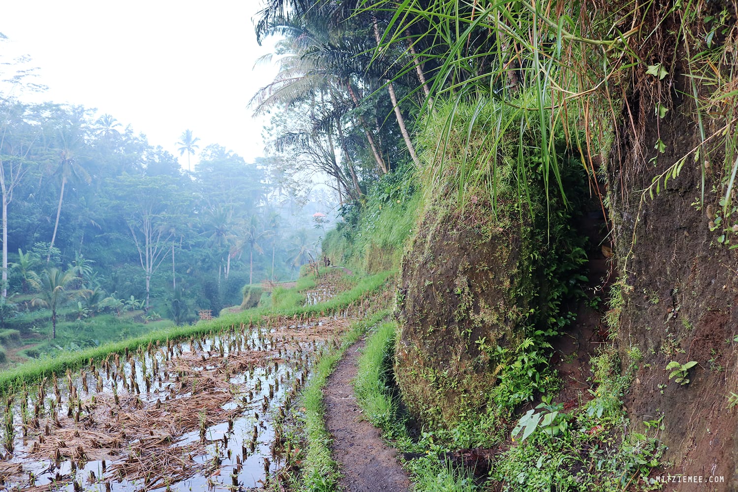 Tegallalang rice terraces, Bali