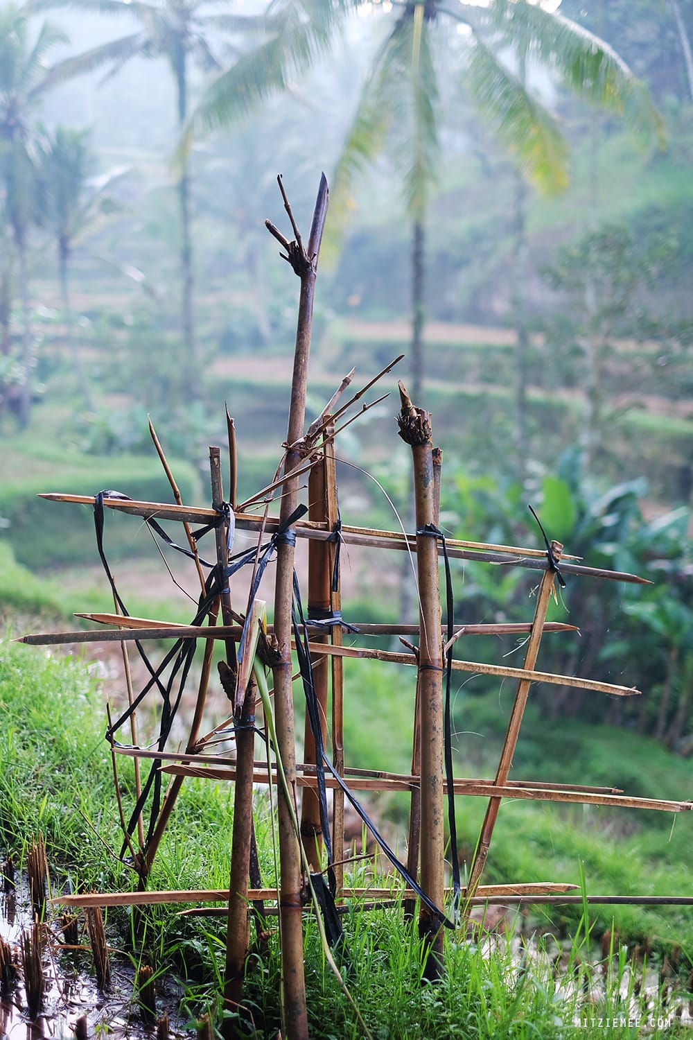 Tegallalang rice terraces, Bali
