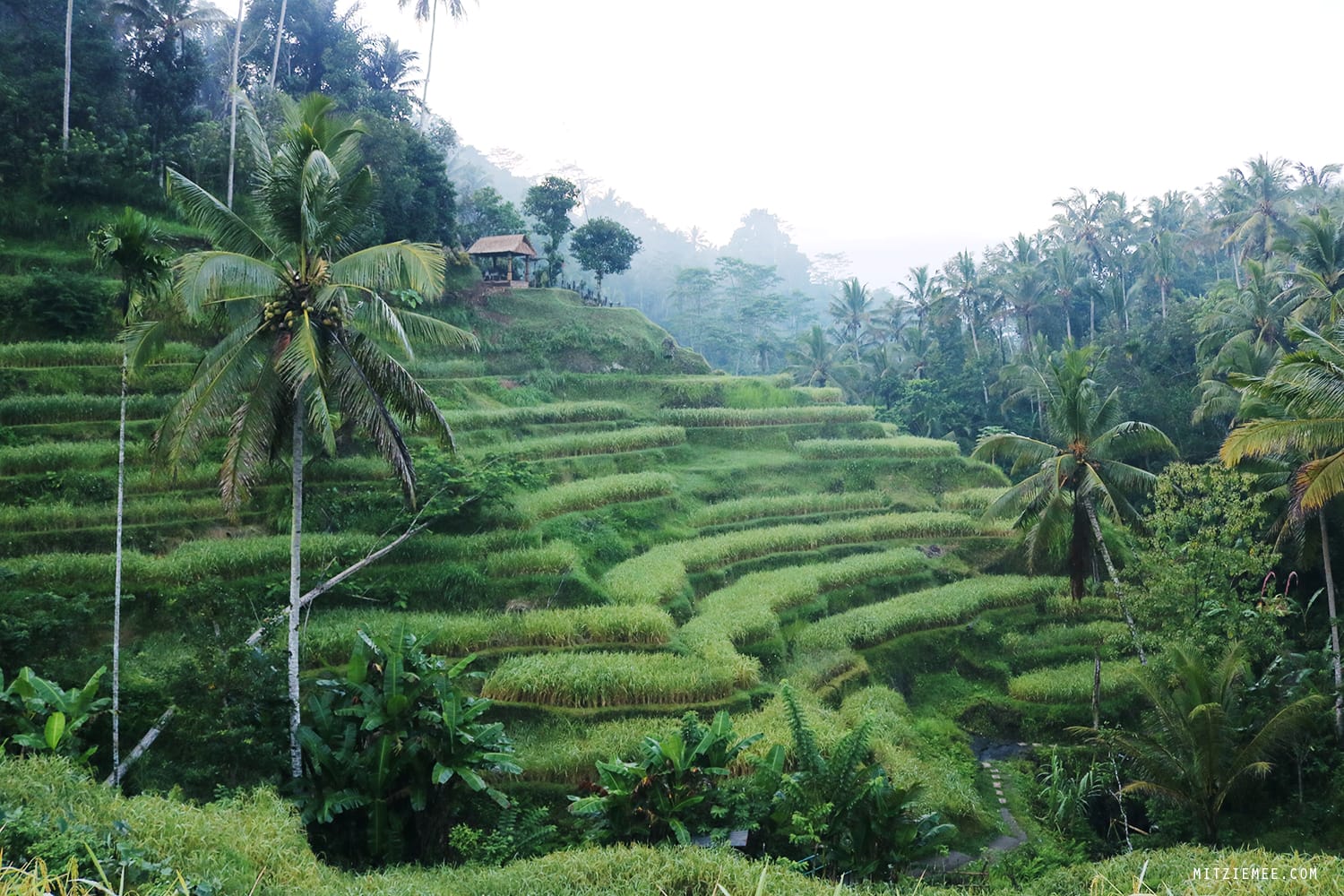 Tegallalang rice terraces, Bali