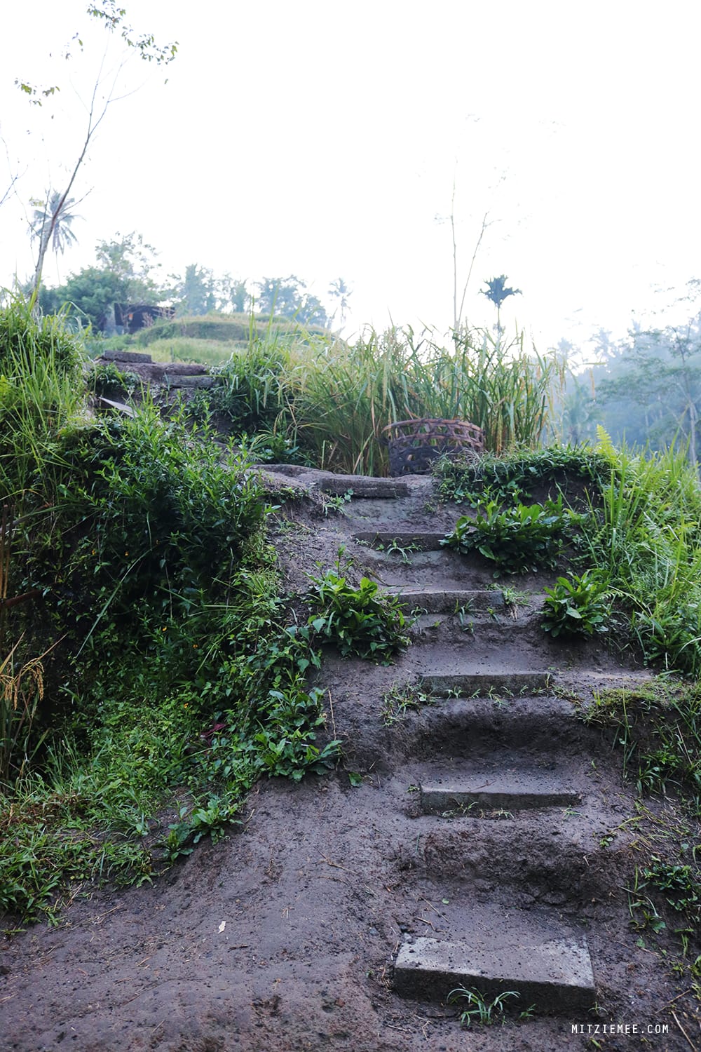 Tegallalang rice terraces, Bali