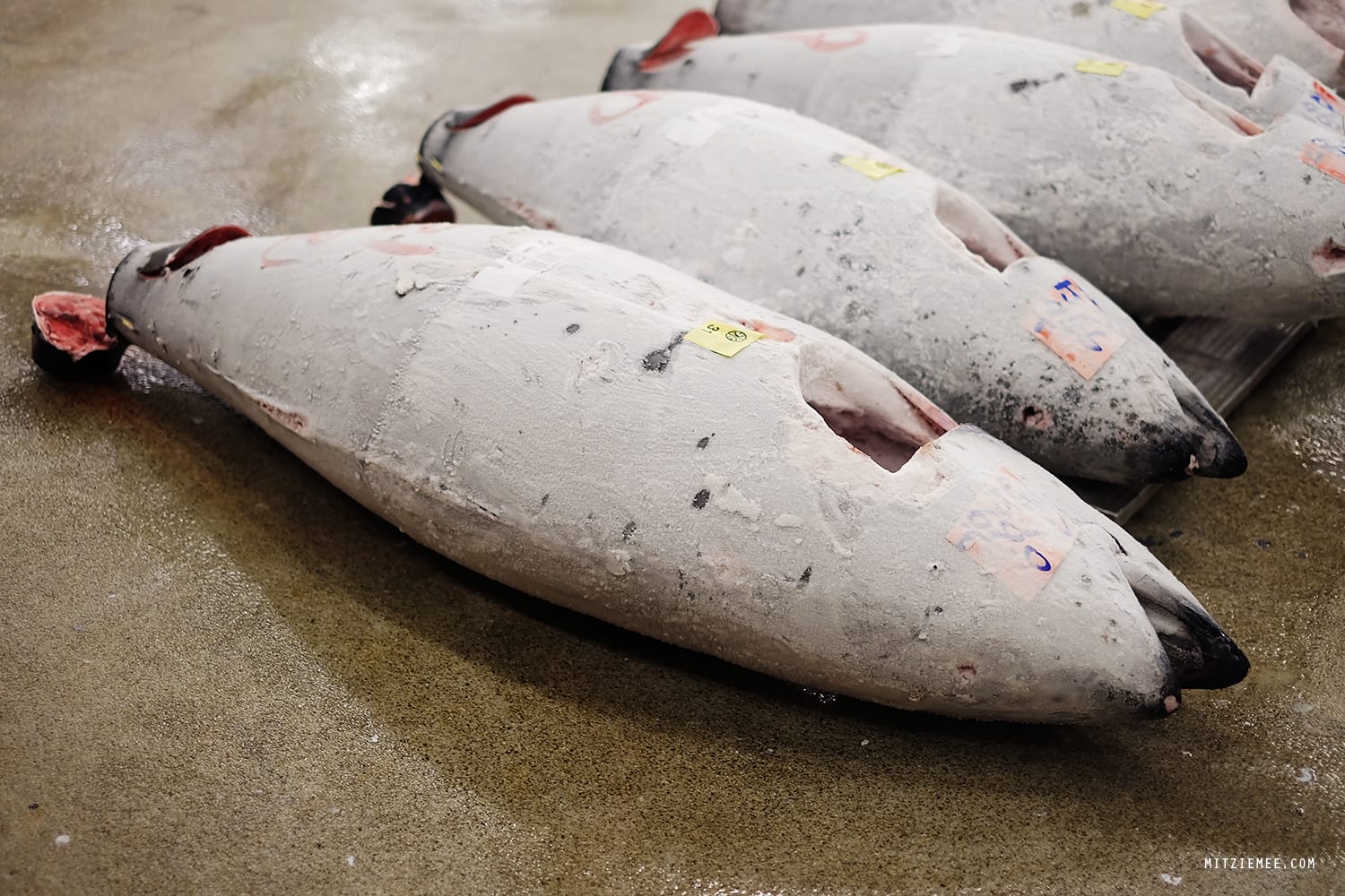 The tuna auction at Tsukiji Fish Market in Tokyo