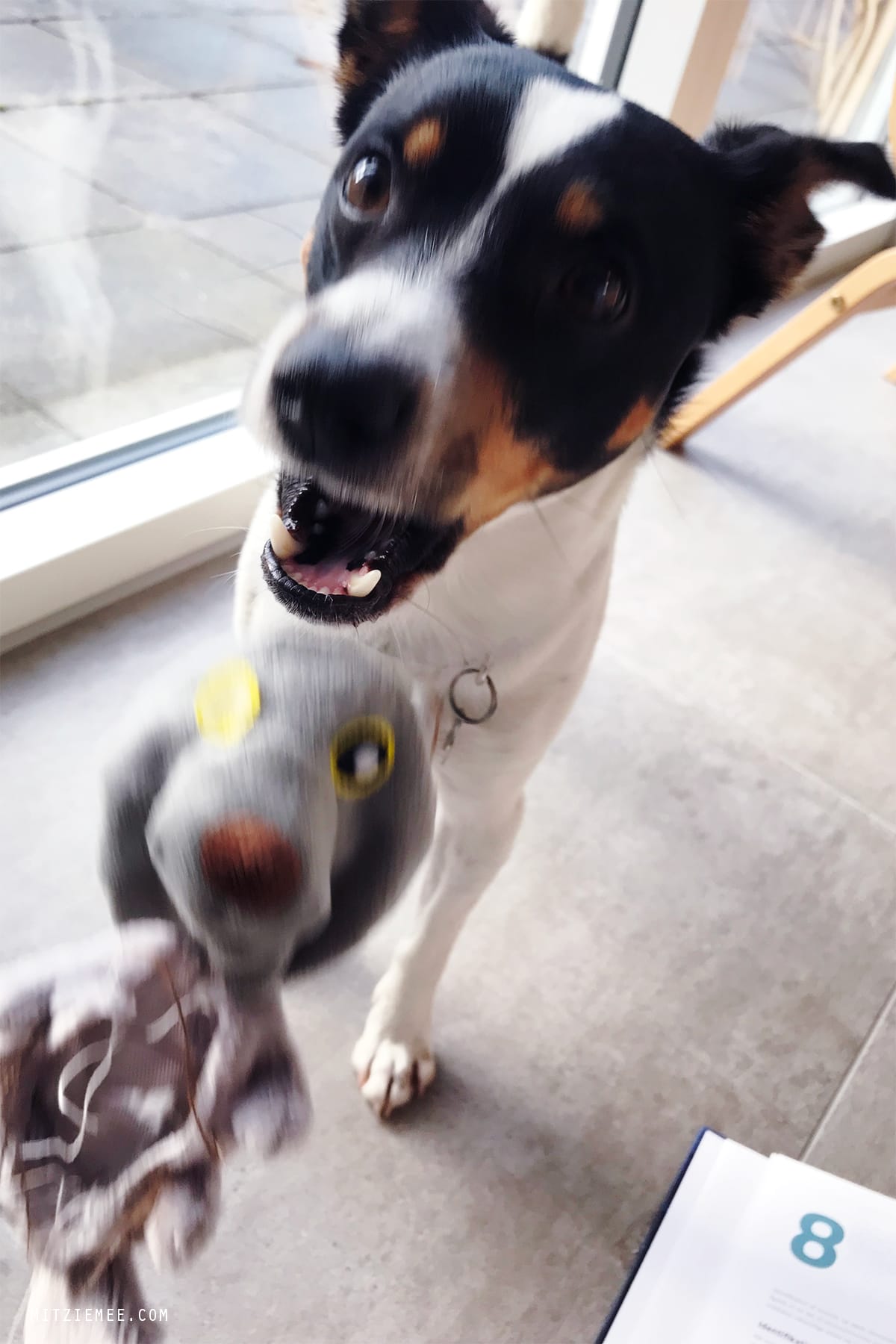 Danish Swedish Farmdog