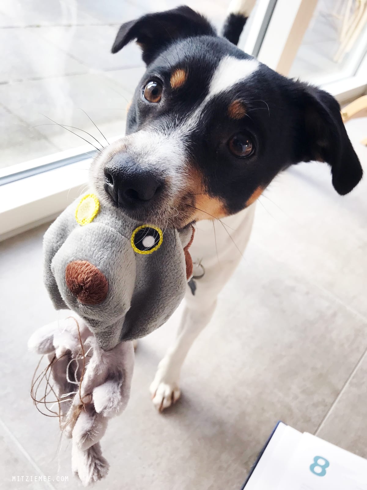 Danish Swedish Farmdog