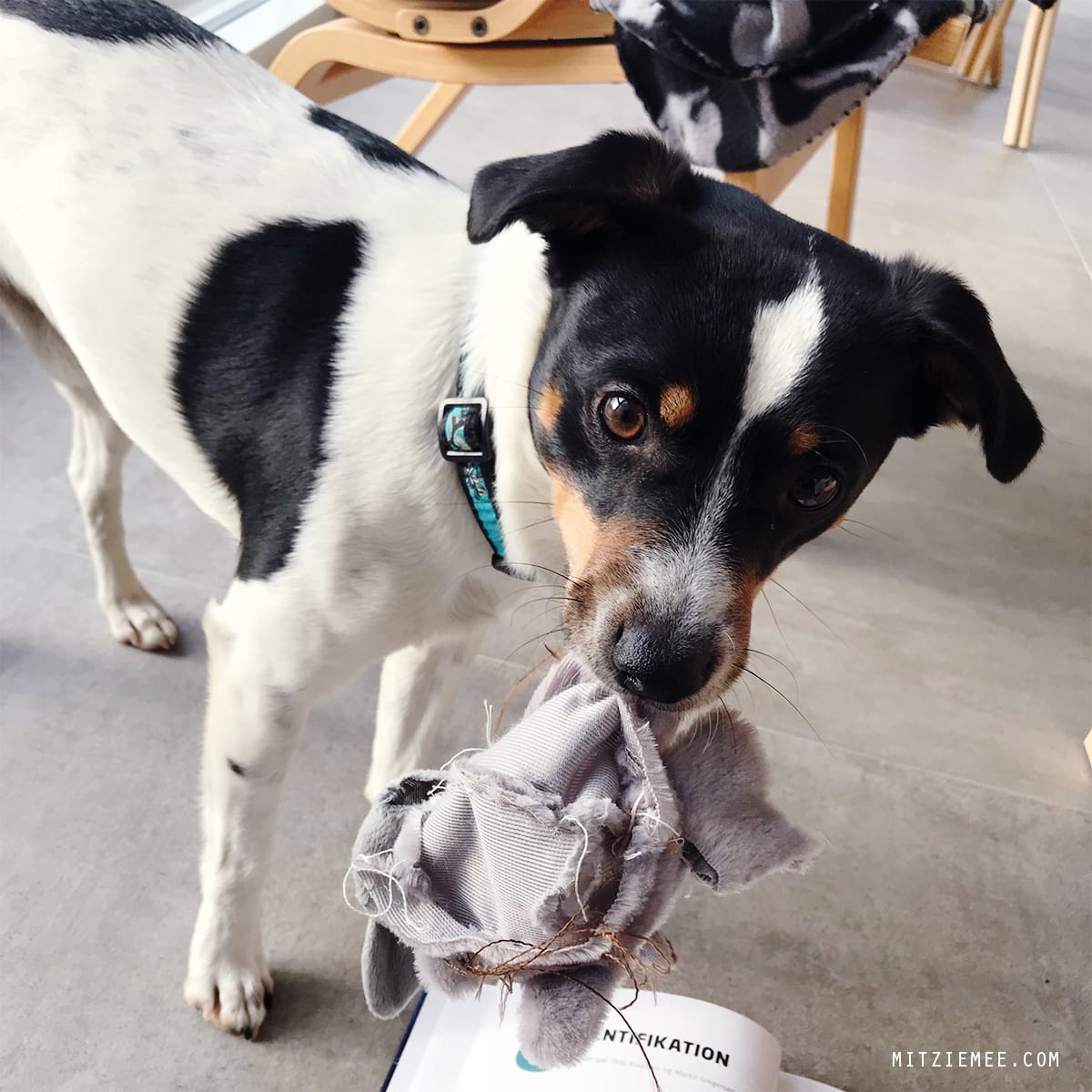 Danish Swedish Farmdog