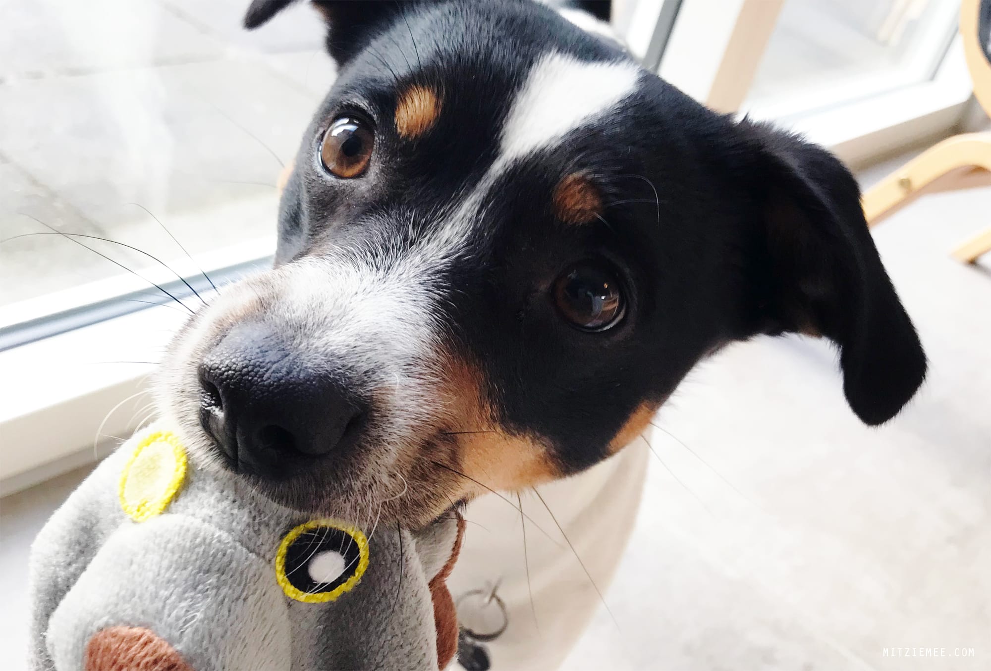 Danish Swedish Farmdog