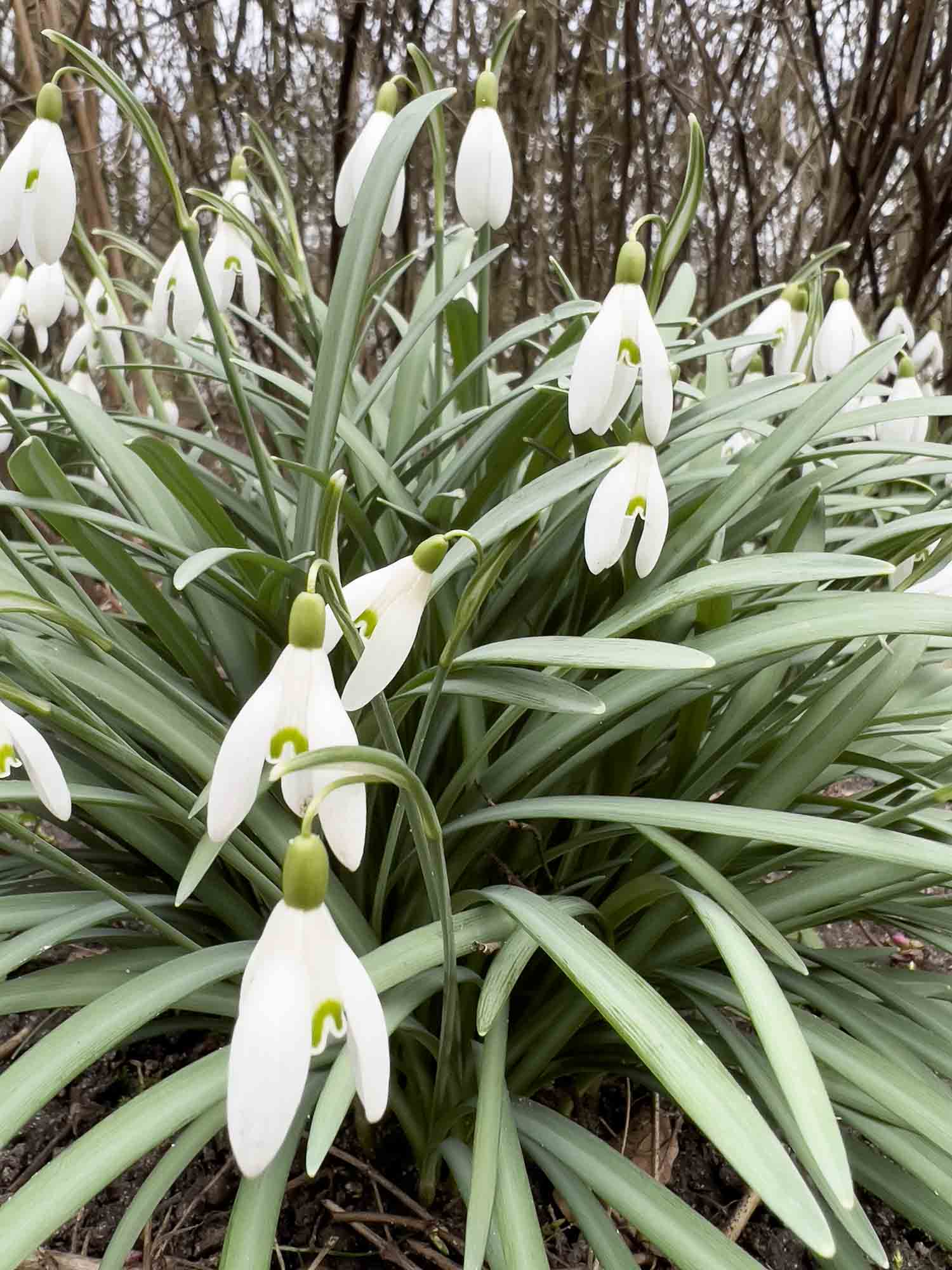 Gækkebreve - A Danish Easter tradition - Denmark Blog