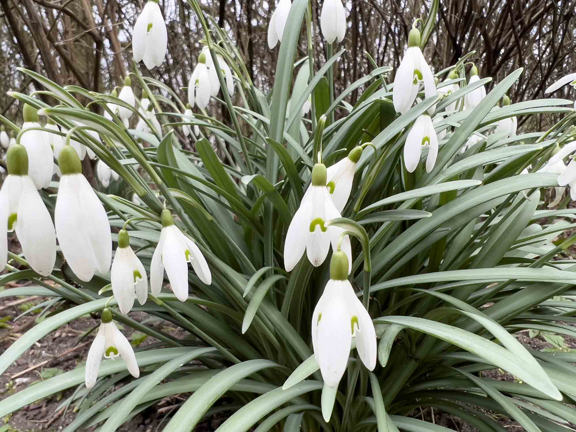 Gækkebreve - A Danish Easter tradition - Denmark Blog