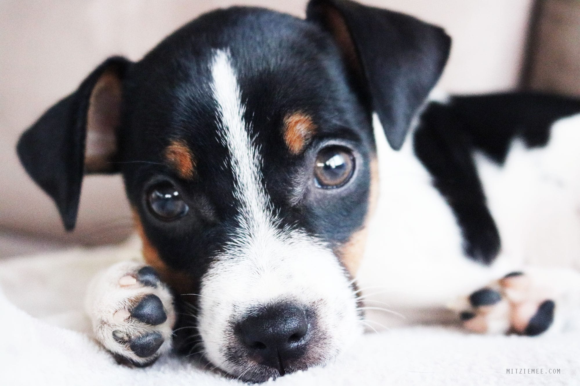 Bella, Danish Swedish Farmdog