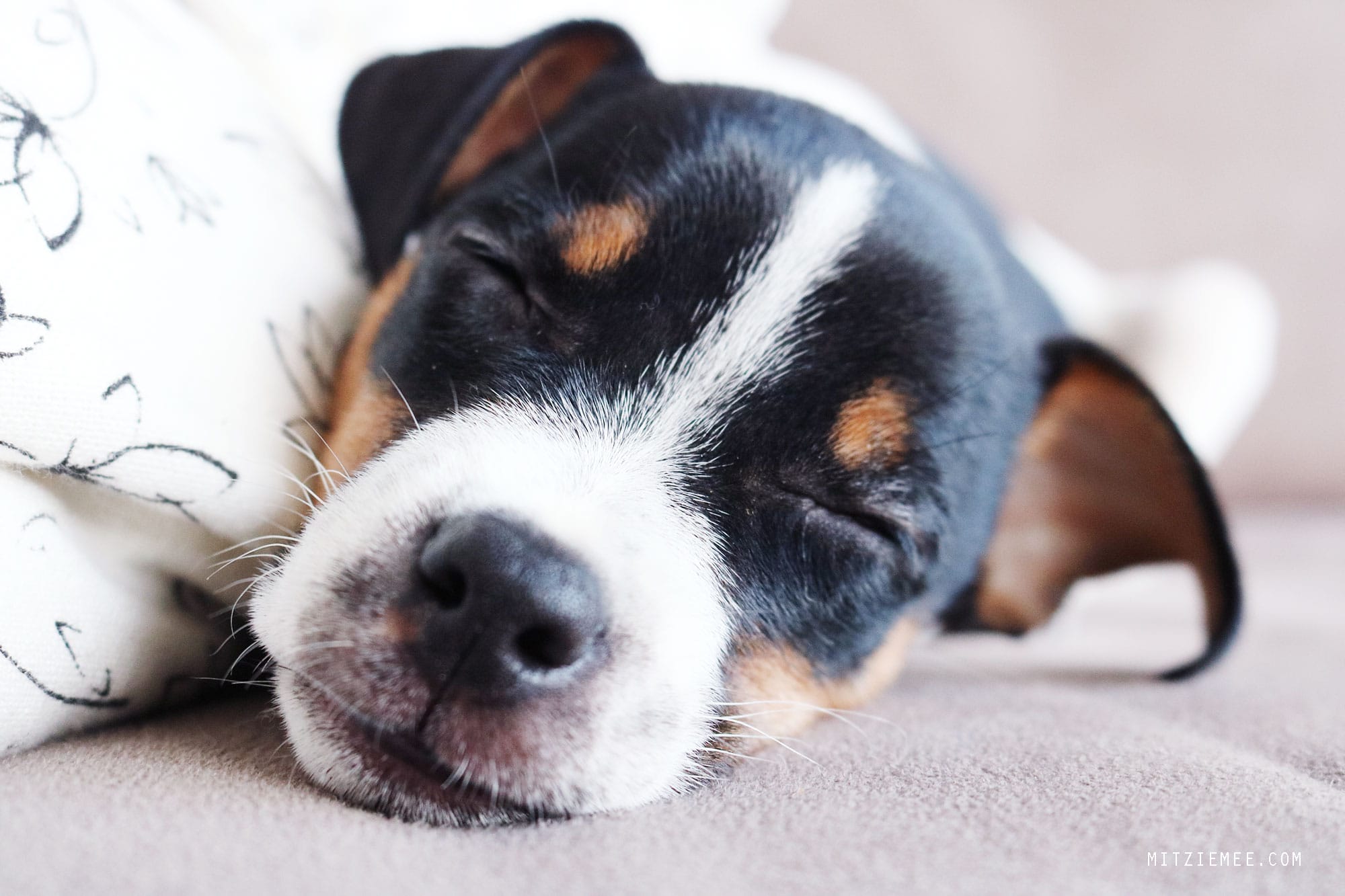 Bella, Danish Swedish FarmdogqBella, Danish Swedish Farmdog